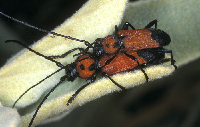 Purpuricenus desfontainii inhumeralis