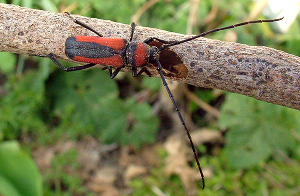 Purpuricenus interscapillatus sasanus