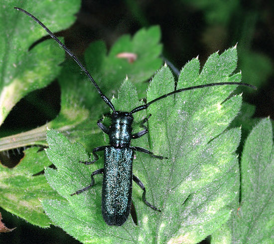 Agapanthia violacea