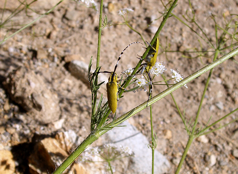 Agapanthia hirsuticornis