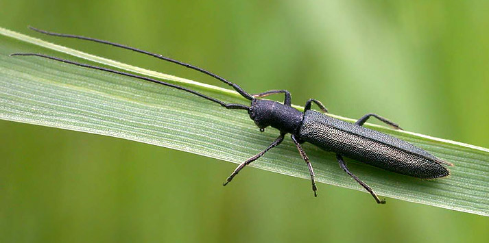 Theophilea subcylindricollis