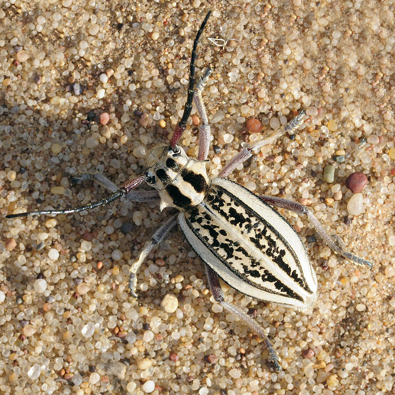 Dorcadion irinae