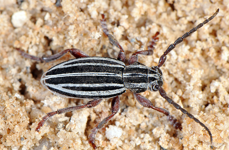 Dorcadion hellmanni