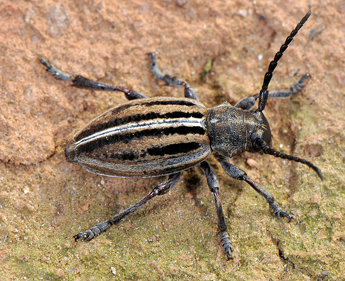 Dorcadion scabricolle scabricolle