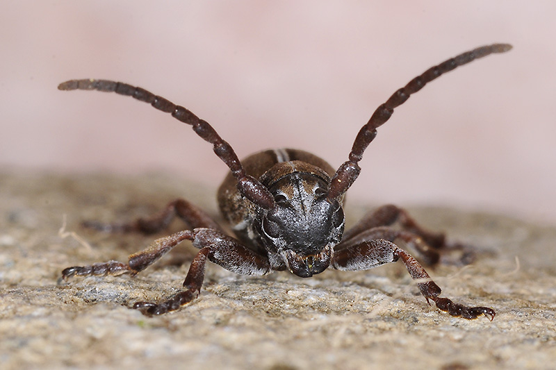 Dorcadion xerophilum