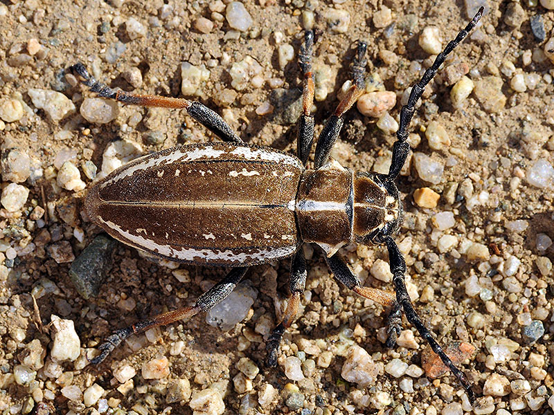 Dorcadion cephalotes female