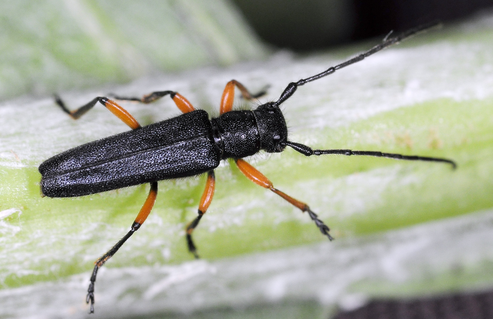 Phytoecia truncatipennis