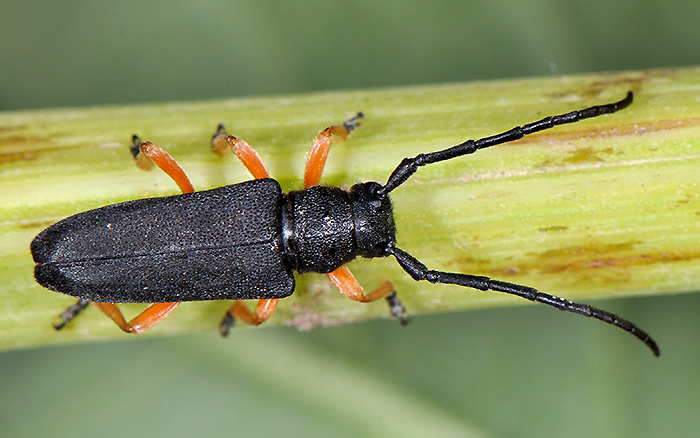 Phytoecia affinis boeberi