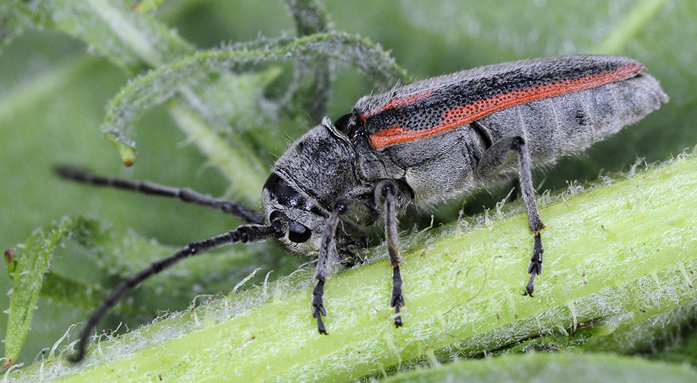 Phytoecia tirellii