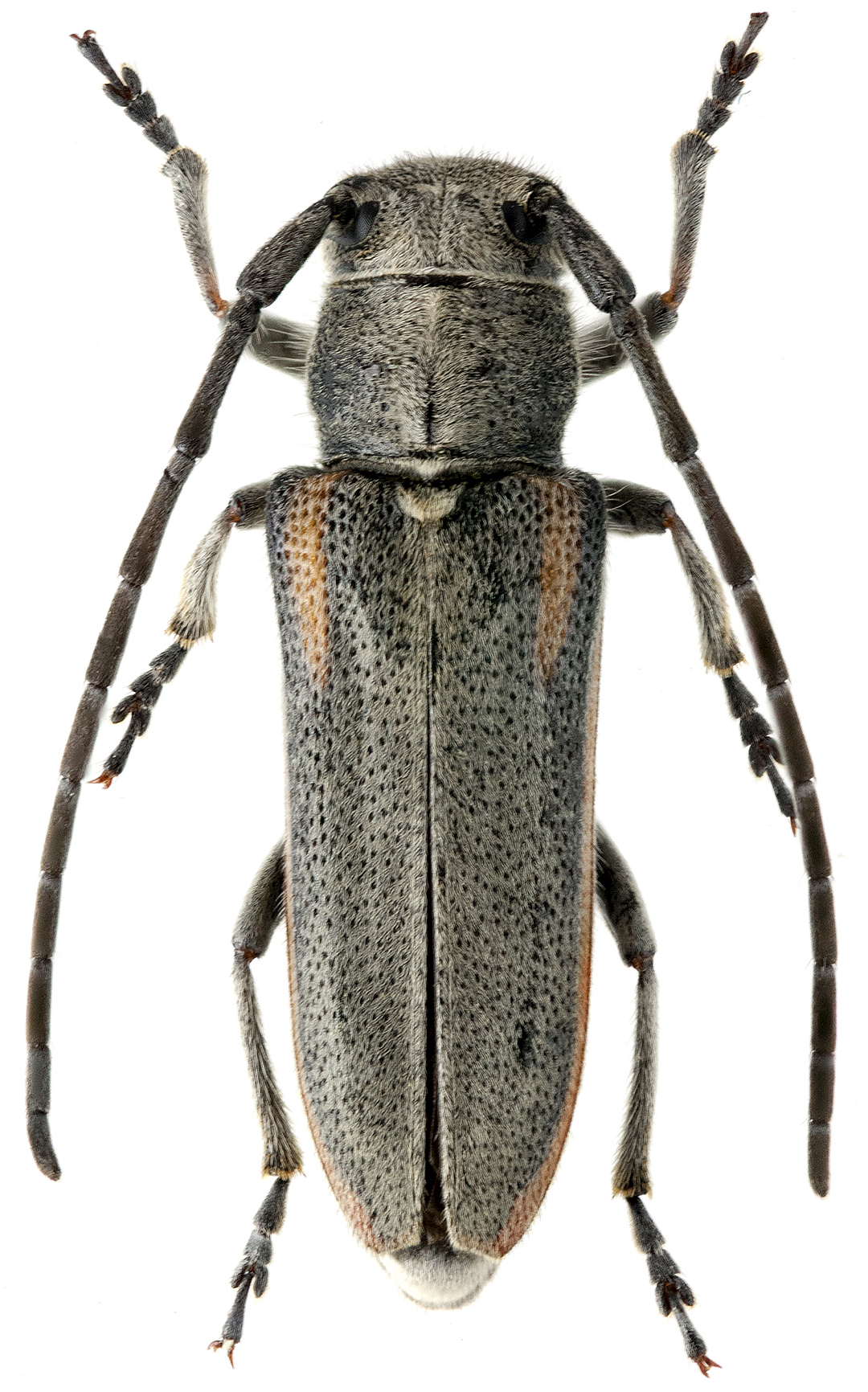 Phytoecia tirellii