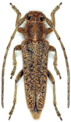 Phytoecia hirsutula