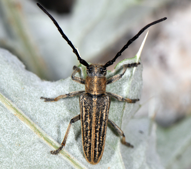 Pteromallosia albolineata