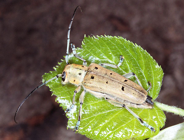 Saperda octopunctata