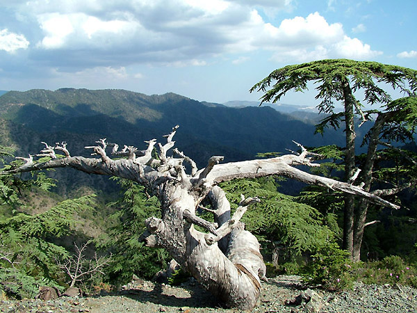 Cyprus 2004 - expedition