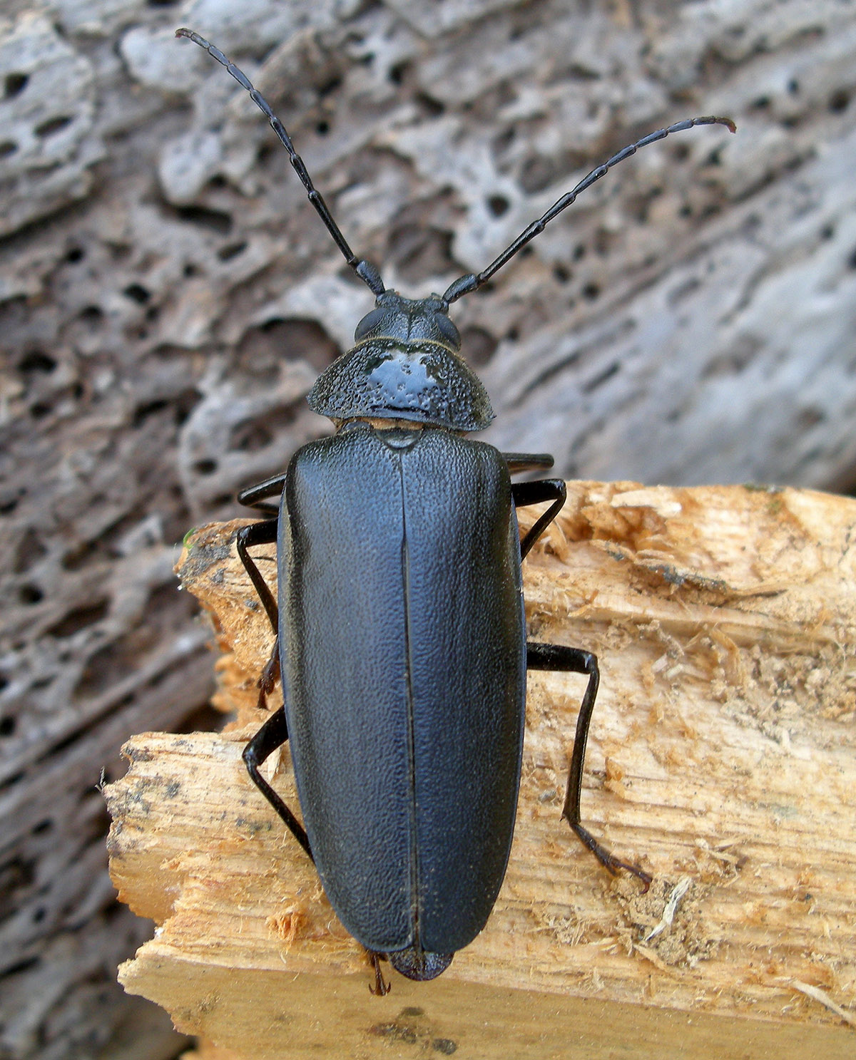 Ergates faber opifex - female