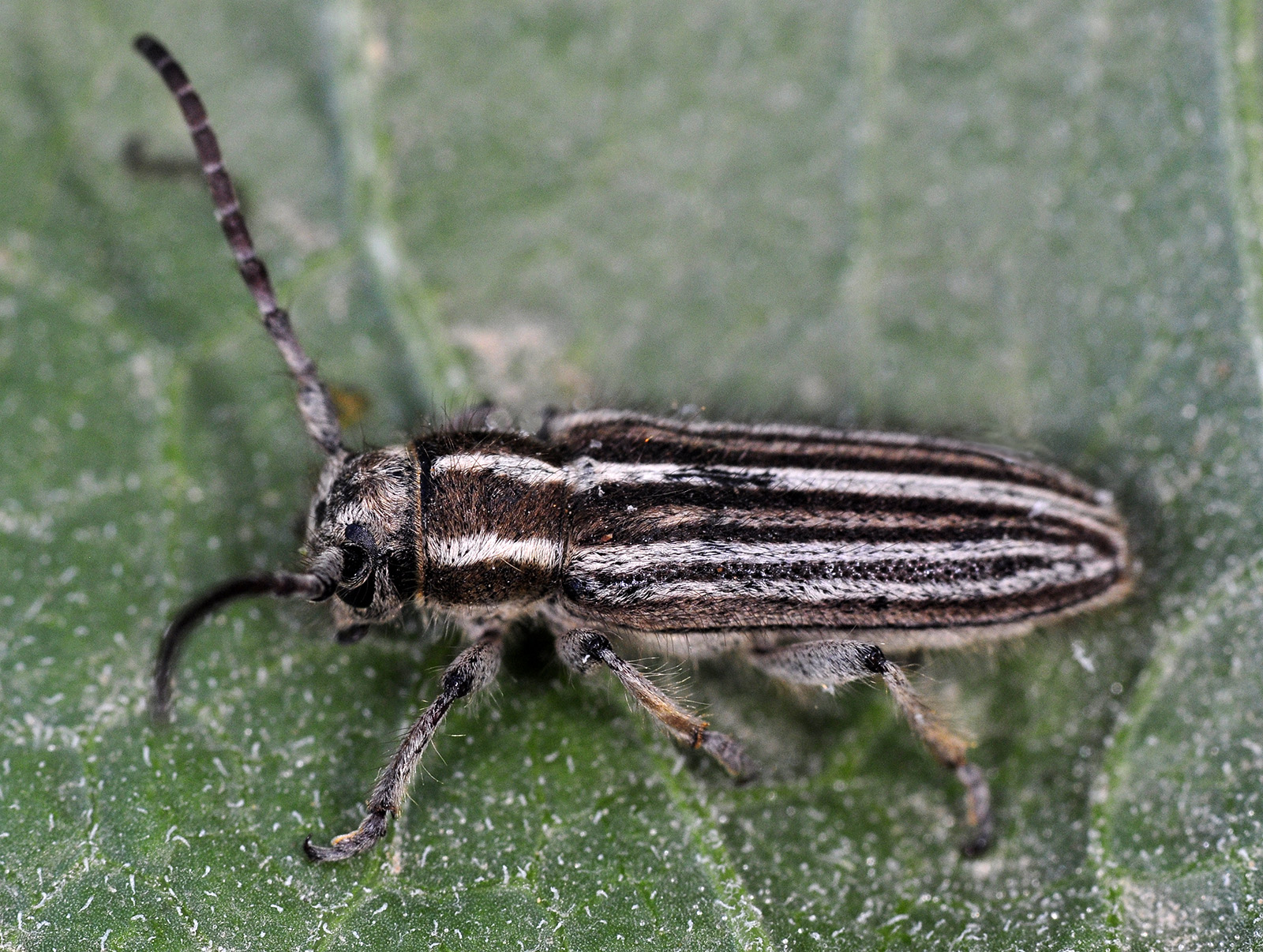 Phytoecia urartica