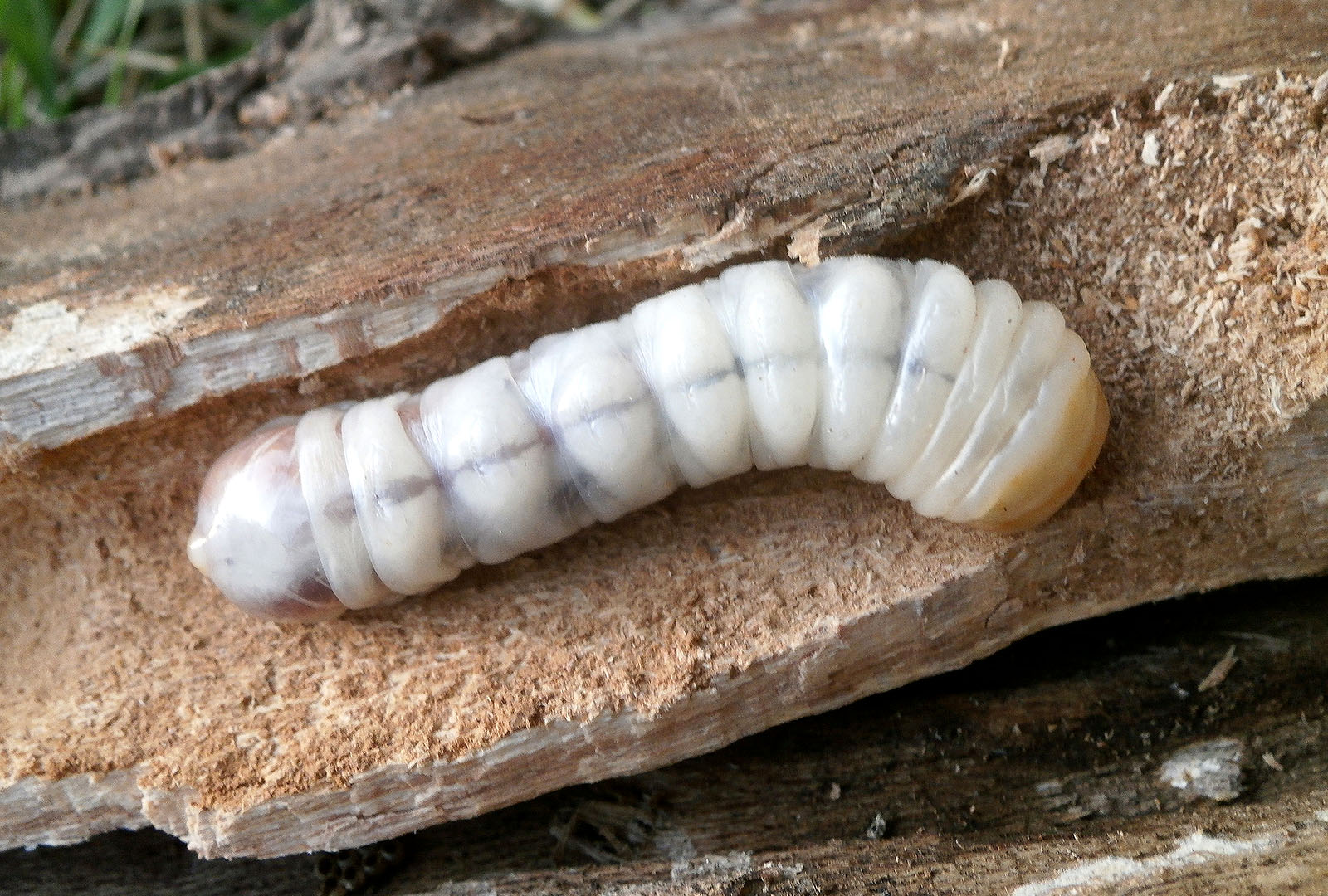 Prinobius myardi - larva