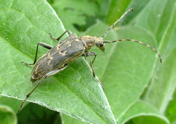 Neoxymirus mirabilis