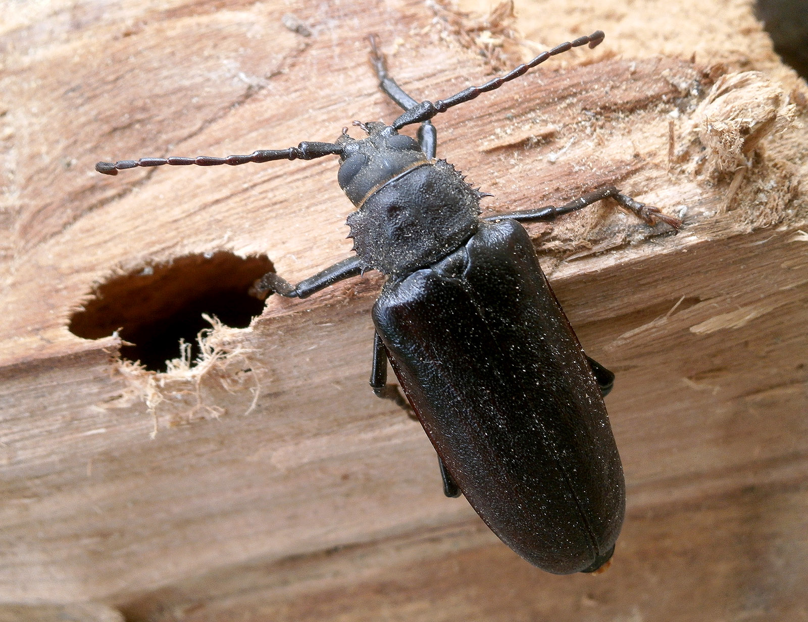 Rhaesus serricollis - female