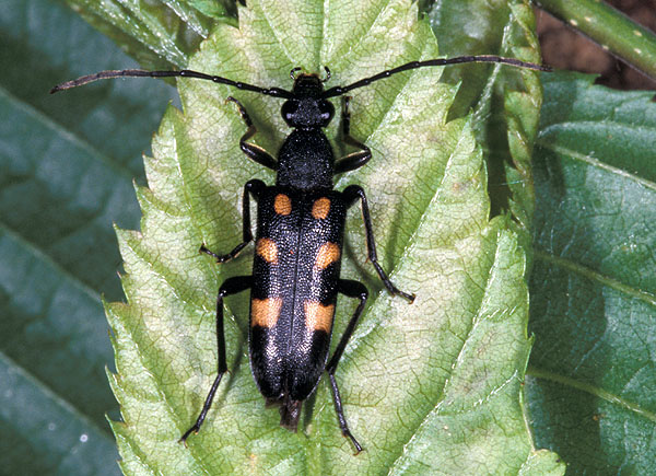 Anoplodera sexguttata