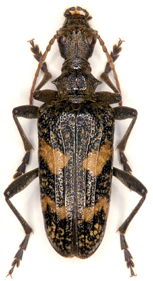 Rhagium caucasicum semicorne