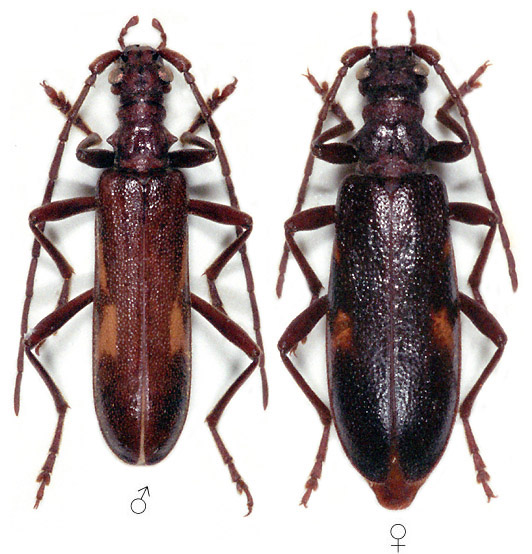 Xylosteus bartoni