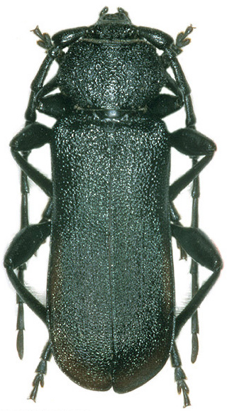 Ropalopus hanae