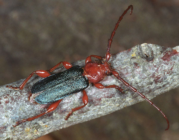 Ropalopus ledereri