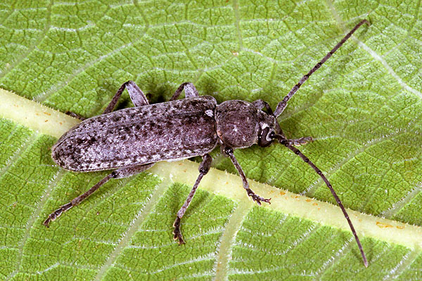 Trichoferus holosericeus