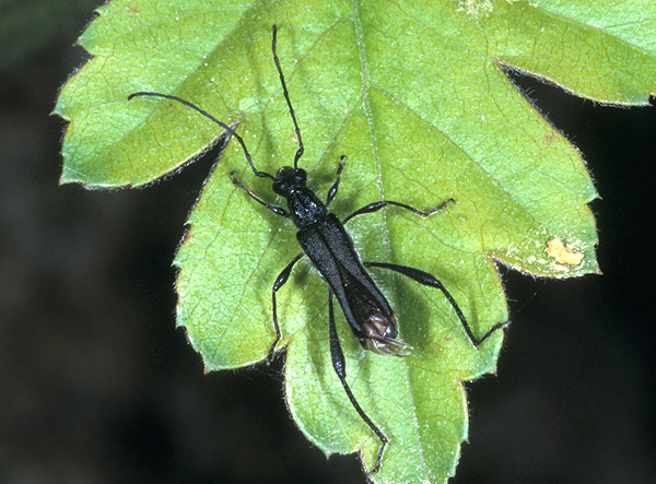 Callimoxys gracilis