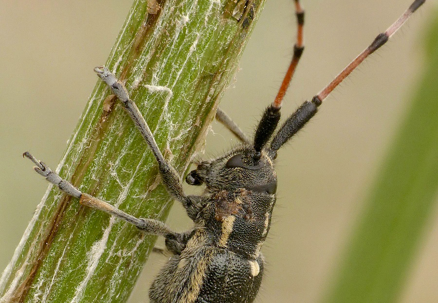 Agapanthia angelicae