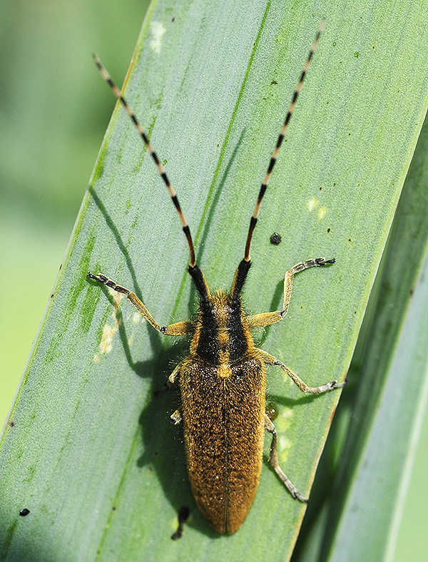 Agapanthia asphodeli