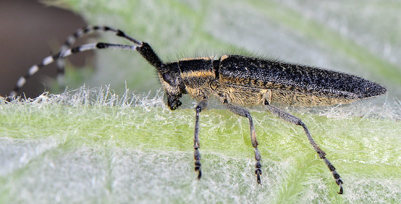 Agapanthia lederi