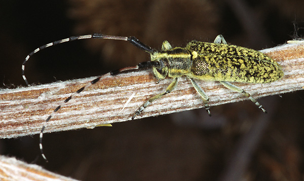 Agapanthia sicula malmerendii