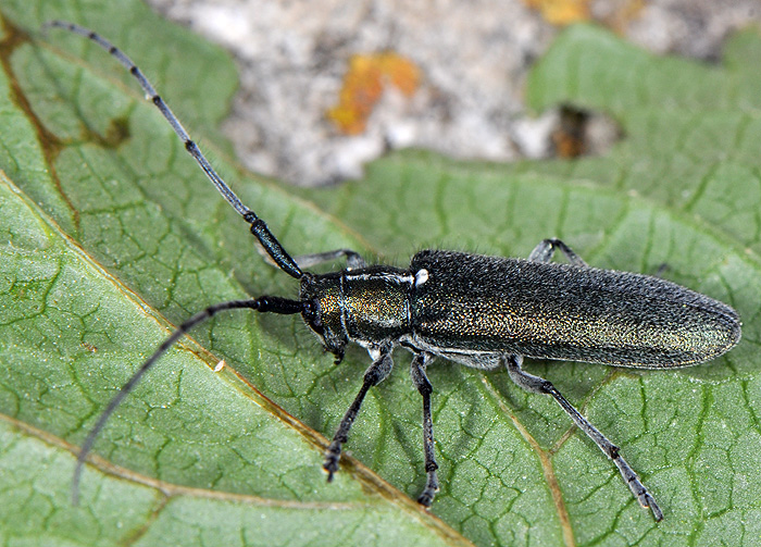 Agapanthia chalybaea