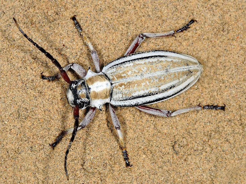 Dorcadion absinthium ishkovi - female