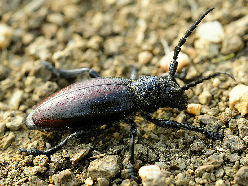 Dorcadion hybridum