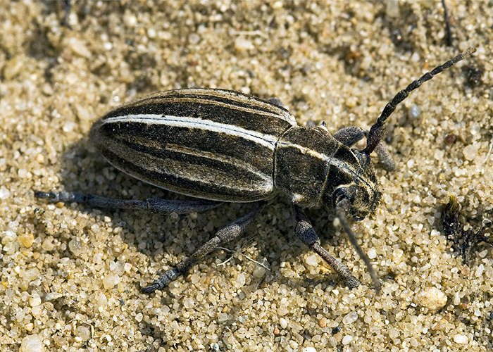 Dorcadion decipiens