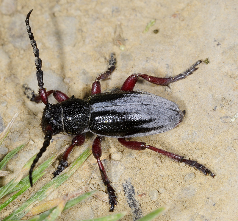 Dorcadion gallipolitanum fumidum