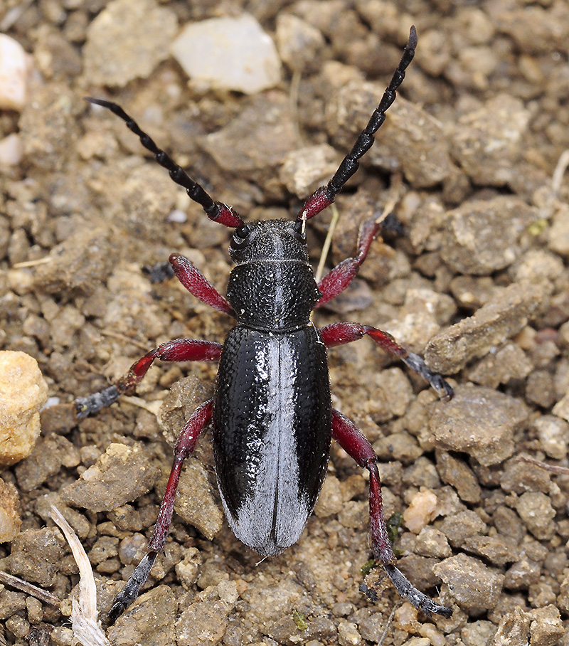 Dorcadion gallipolitanum gallipolitanum