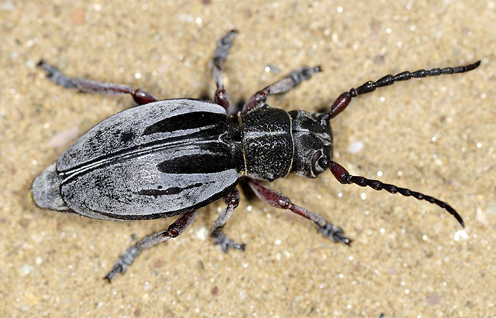 Dorcadion obenbergeri