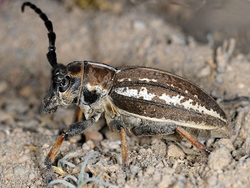 Dorcadion cephalotes female