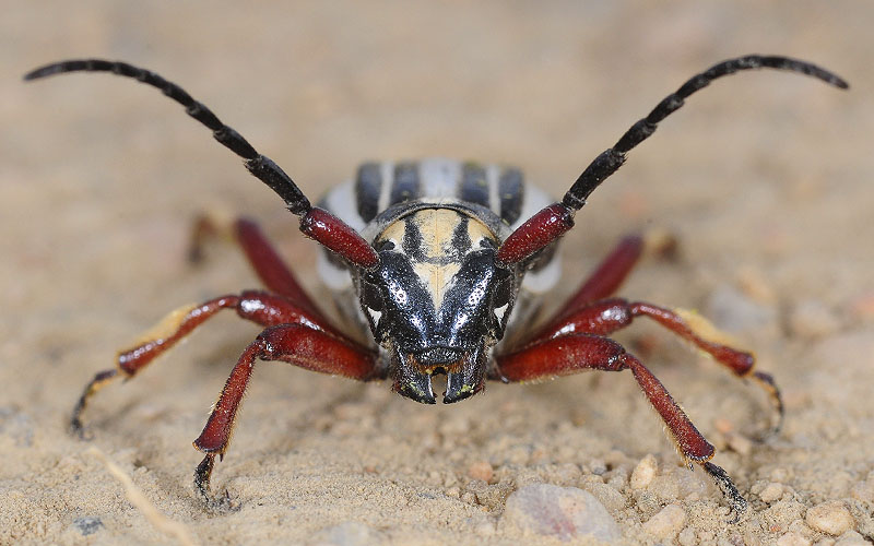 Dorcadion balchashense balchashense