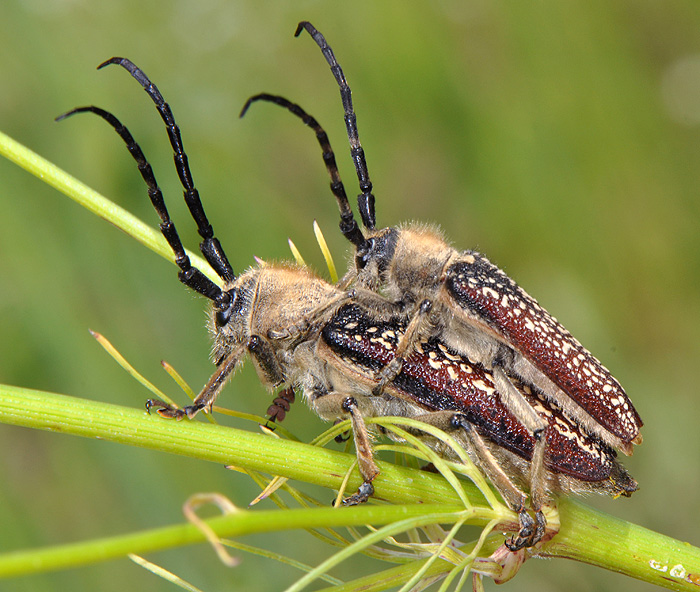 Mallosia interrupta interrupta