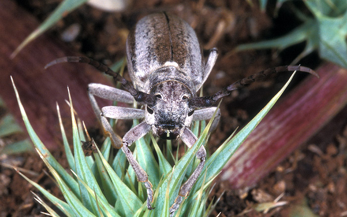 Mallosia graeca