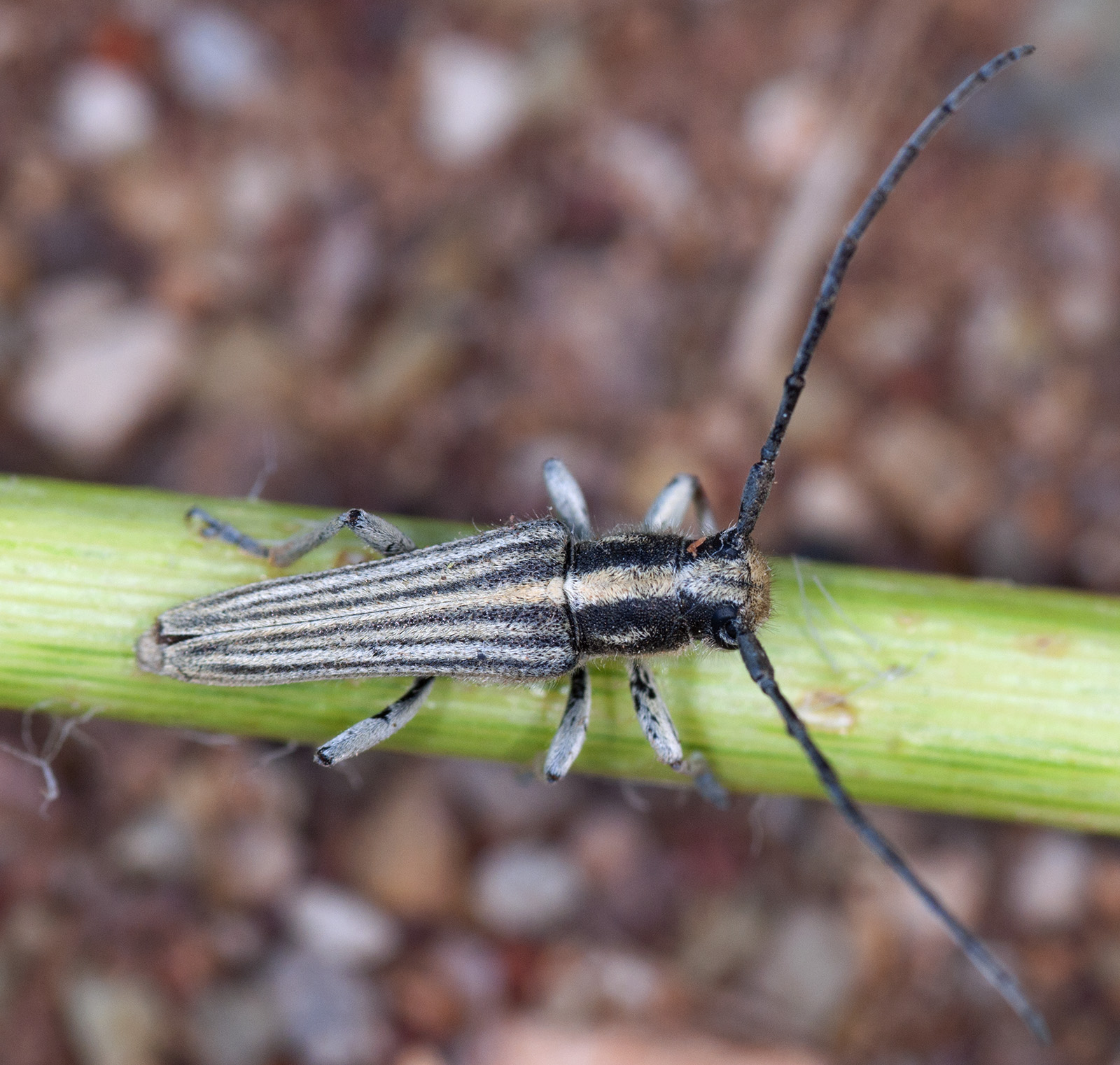 Phytoecia luteovittigera