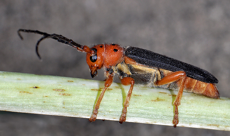 Phytoecia kurdistana