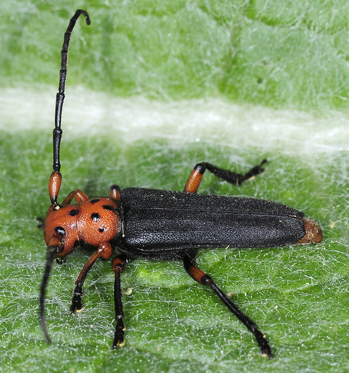 Phytoecia puncticollis puncticollis