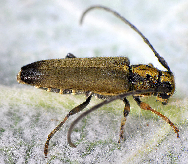 Phytoecia suworovi