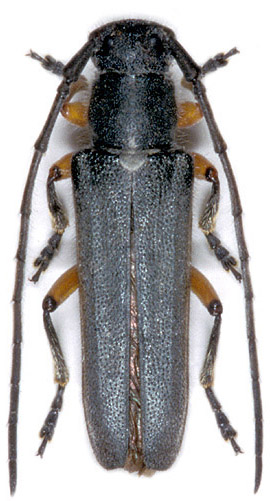 Phytoecia rufipes rufipes